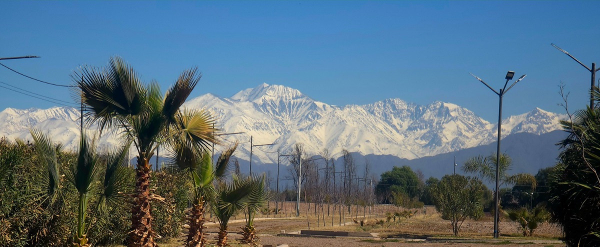 Hilera de palmeras con la Cordillera de los Andes nevada de fondo